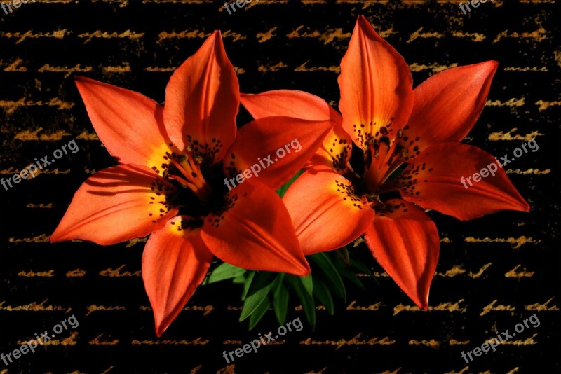 Lily Red Flower Plant Greeting Card