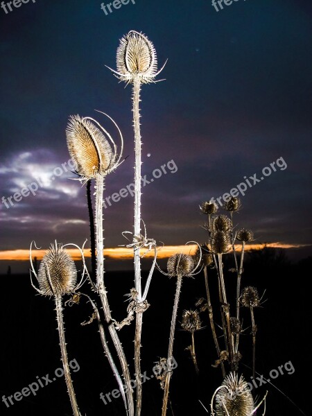 Thistle Thorns Spur Prickly Dried