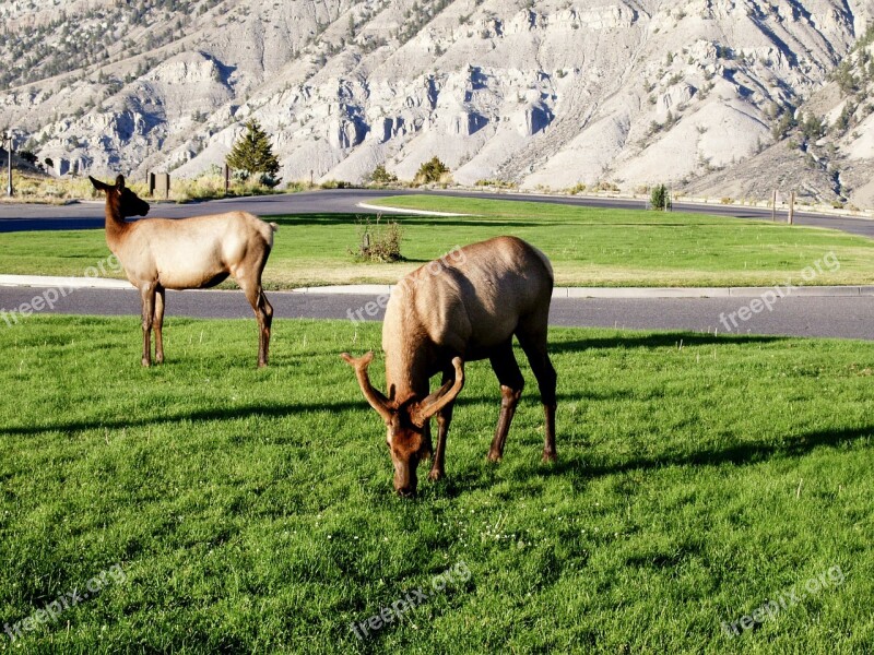 Deer Animal Mammal Wild Life Grazing