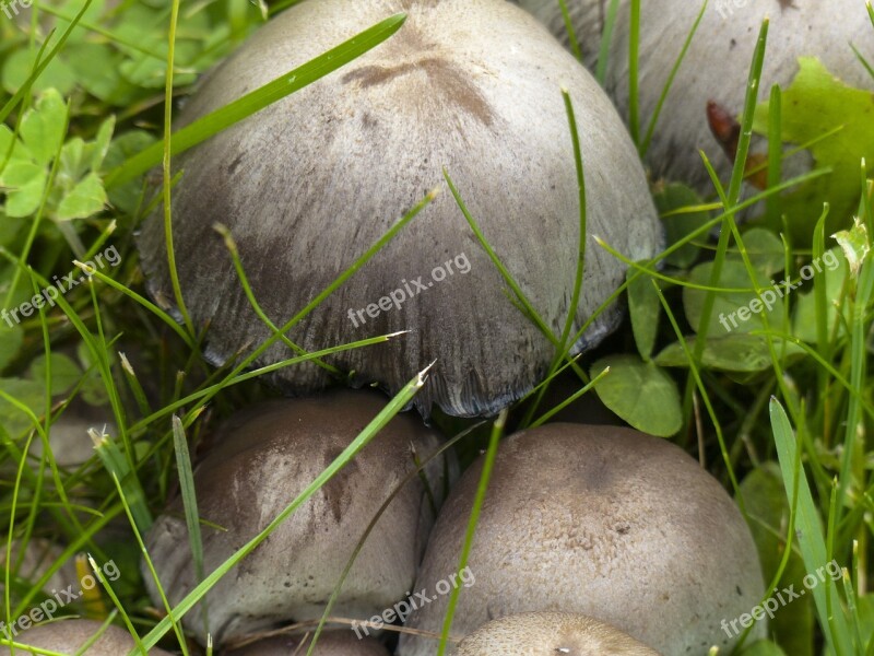 Wild Mushrooms Cluster Nature Plant