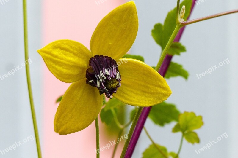 Clematis Tangutica Yellow Flower Golden Tiara Russian Virgins Bower