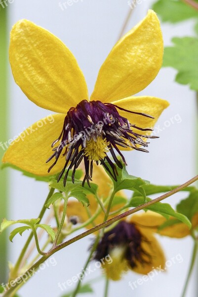 Clematis Tangutica Yellow Flower Golden Tiara Russian Virgins Bower