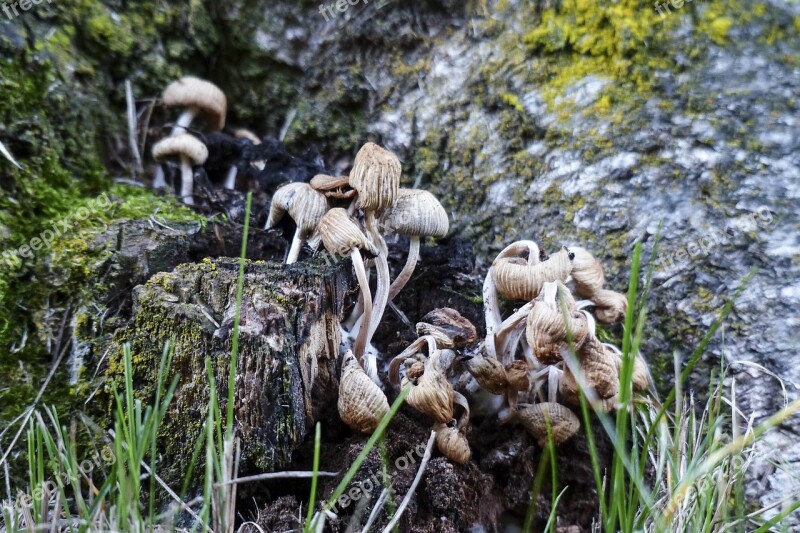 Wild Mushrooms Cluster Nature Plant