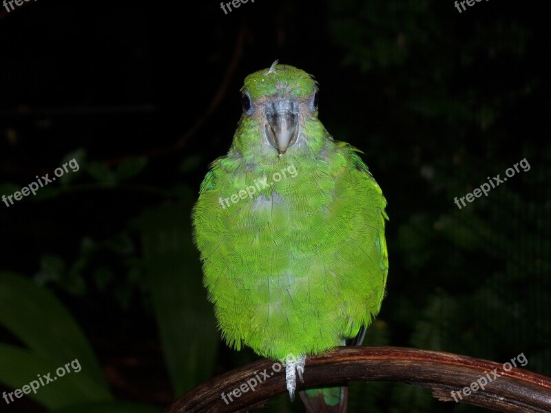 Parrot Green Plumage Nature Fauna