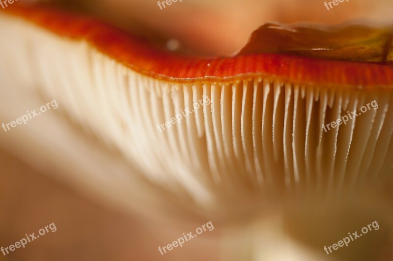 Mem Russula Russula Emetica Syn Cherry Red Russula Mushroom Red