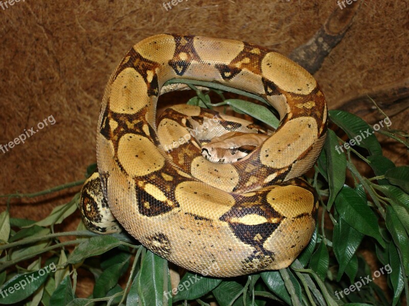 Red Tailed Boa Snake Boa Constrictor Boa Constrictor