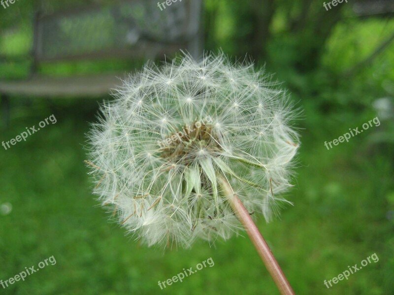 Dandelion Weed Wild Herb Blossom Bloom