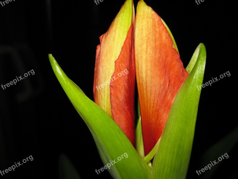 Amaryllis Flower Nature Green Plant