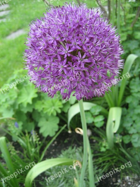 Alium Onion Plant Purple Garden Plant