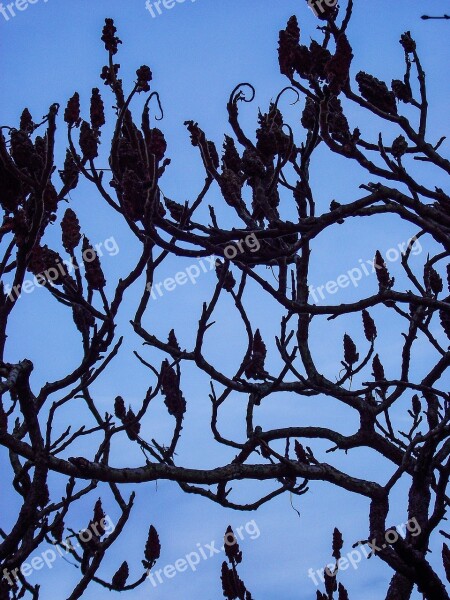 Aesthetic Branches Tree Tap Nature