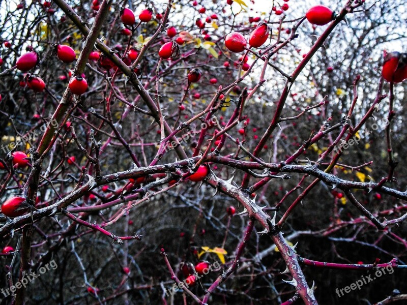 Rose Hip Plant Berries Branch Autumn