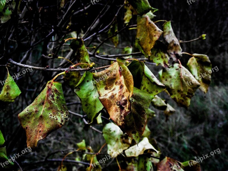 Leaves Autumn Season Plant Green