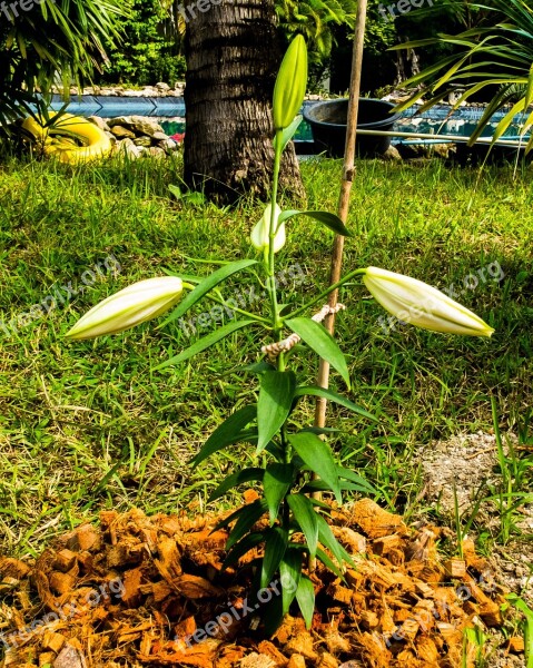 Lily Blossom Bloom Flower White