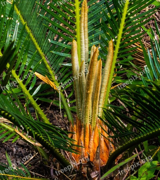 Palm Palm Tree New Drives Grow Free Photos