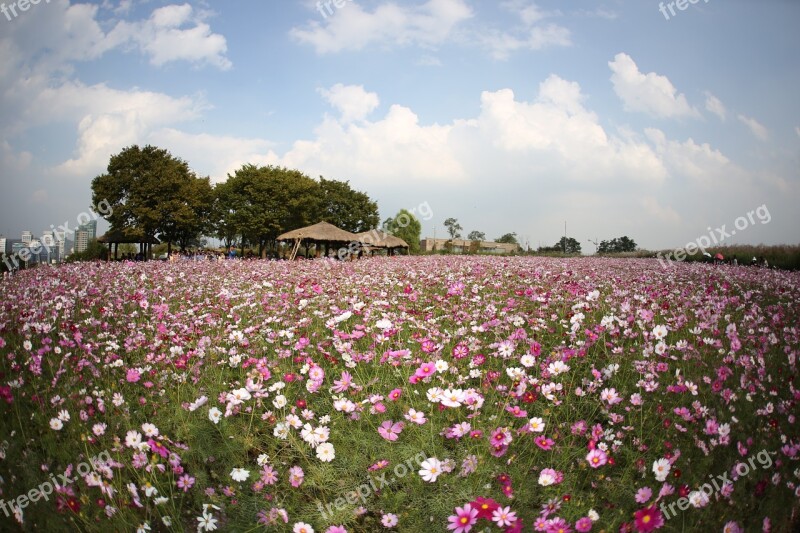 Cosmos Autumn Sky Flowers Cloud