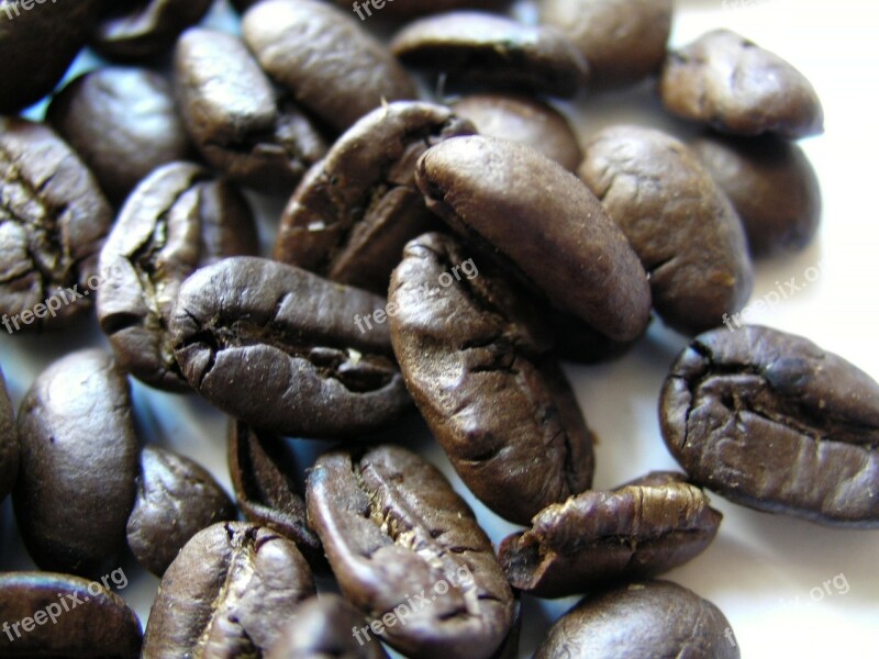 Coffee Beans Roasted Pacamara Beans Roasted Coffee Beans