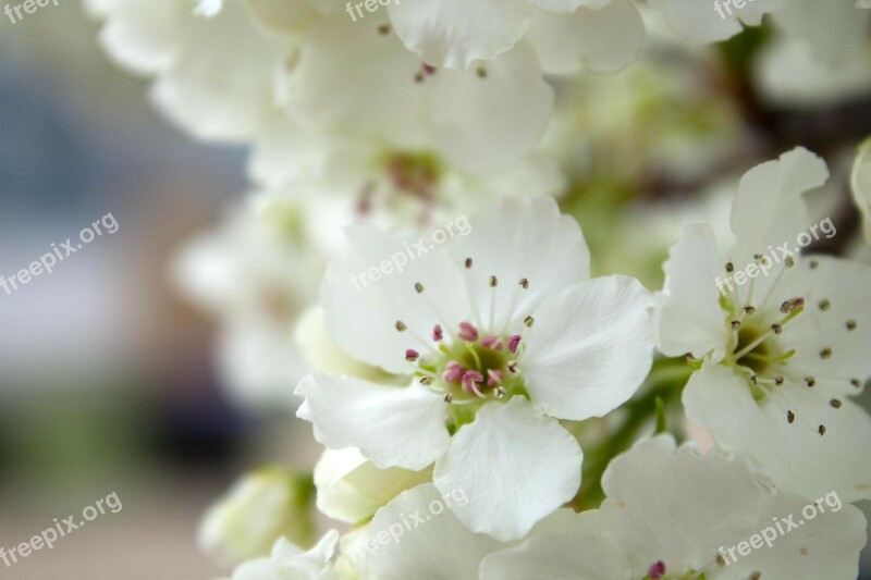 Apple Blossom White Flower Small Blossom