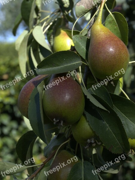 Pears Fruits Fruit Free Photos