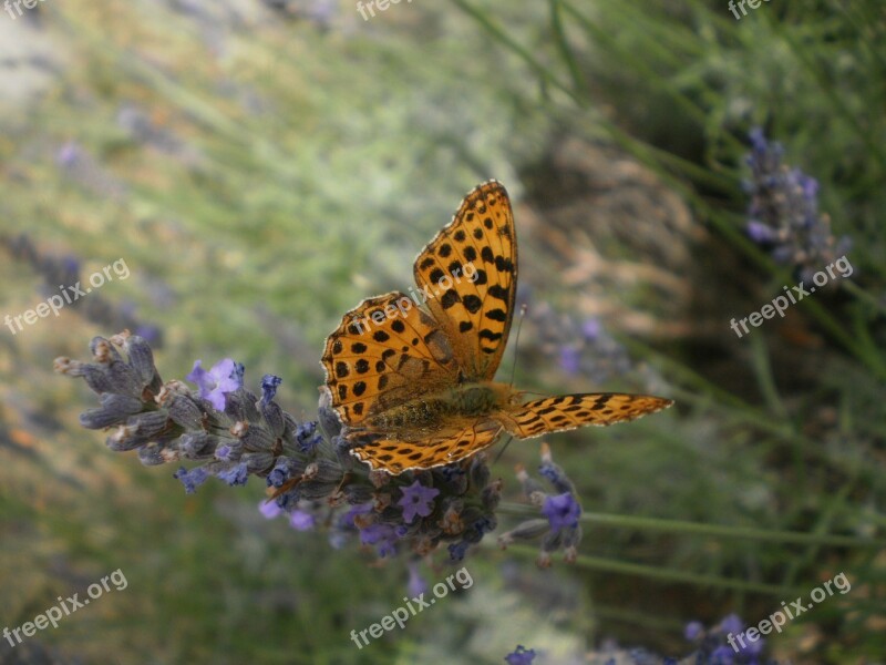 Butterfly Lavender Orange Flower Nature