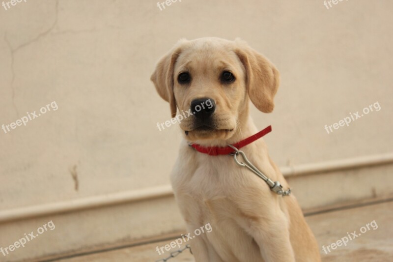 Dog Looking Silent Labrador Brown Eyes