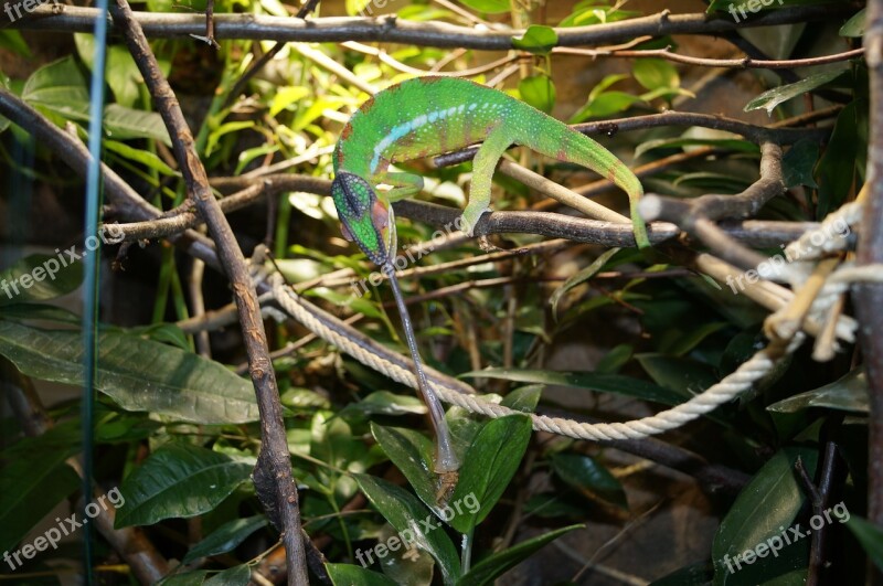 Chameleon Patnherchamaeleon Dragon Animal Green