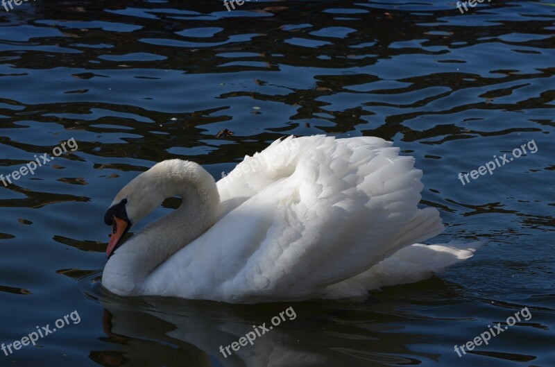 Water Swan Water Bird Swimming Bird