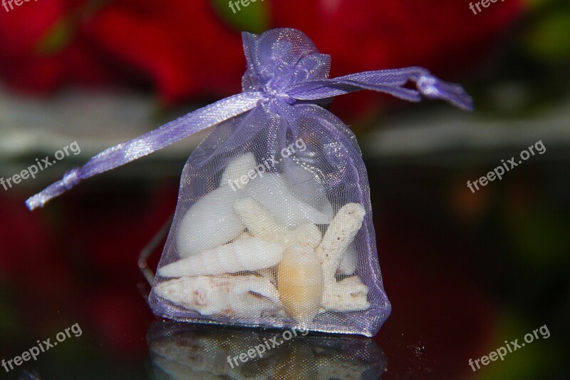 Lovely Beautiful Gift Seashells Souvenir