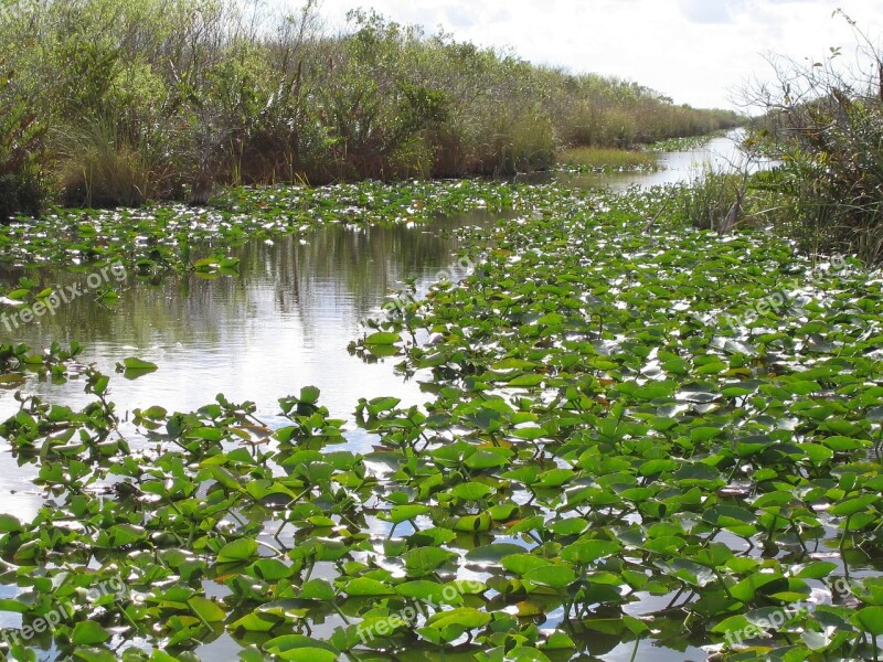 Everglades Florida Swamp Nature Wilderness