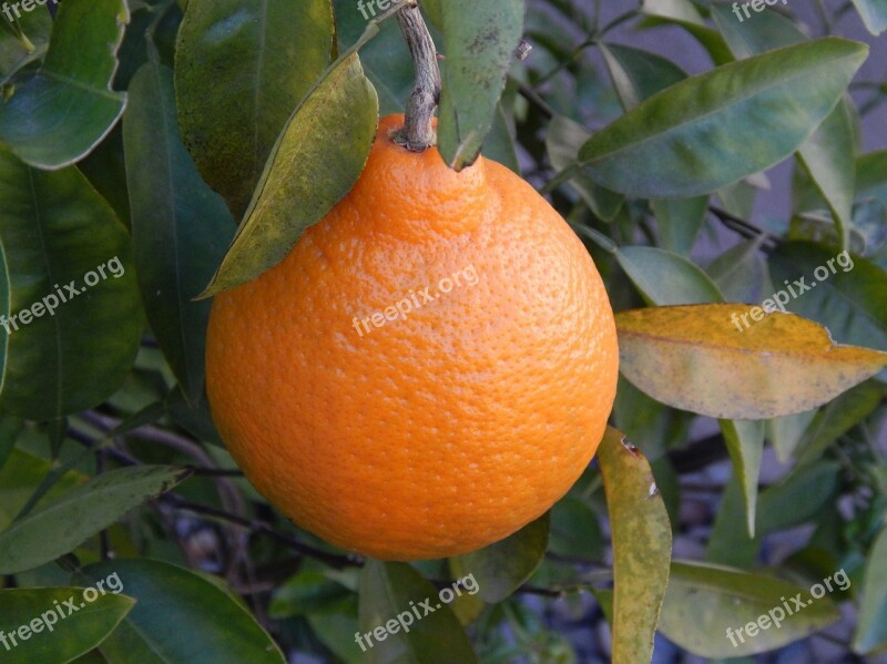 Orange Orange Tree Leaves Nature Leaf