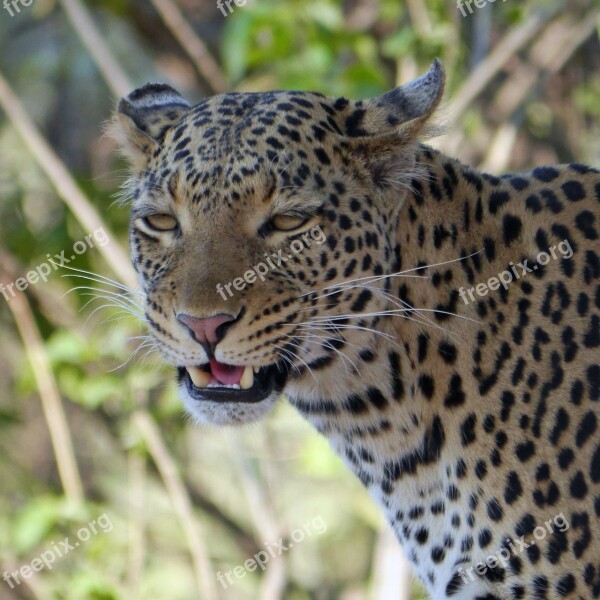 Leopard Africa Botswana Wildier Safari