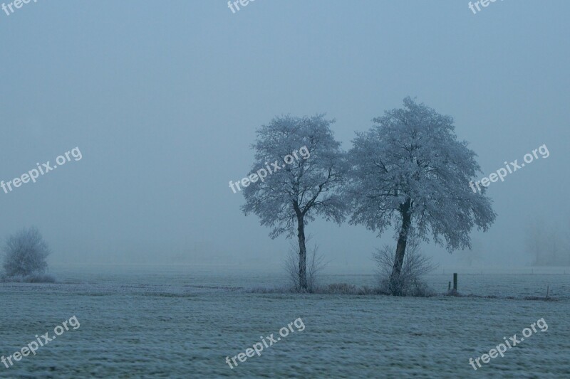 Fog Trees Still Nature Landscape