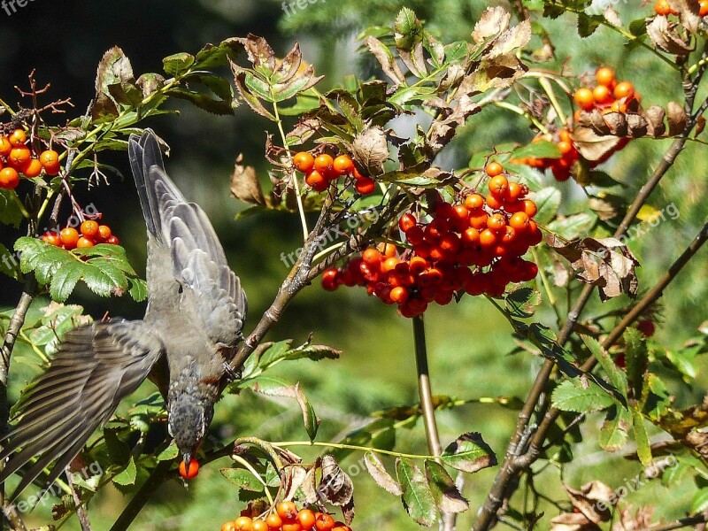 Red Robin Bird Feathered Animal Wild Life