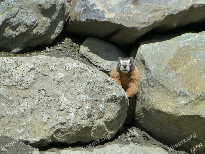 Ground Squirrel Rodent Mammal Animal Wild Life