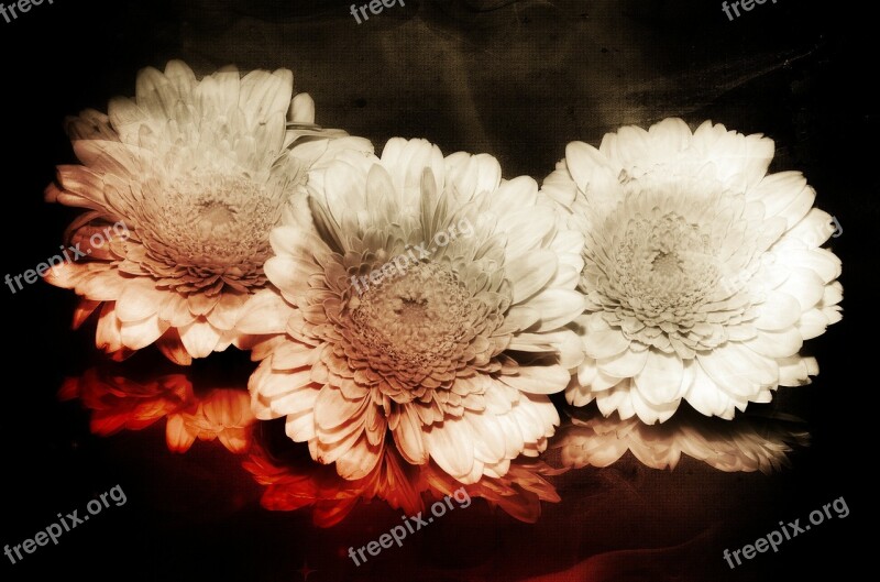 Flower Composing Ancient Background Digital Artwork Digital Art