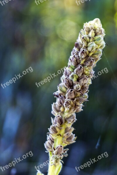 Biennial Plant Verbascum Thapsus Mullein Plant Perennial Plant