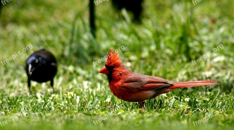 Bird Cardinal Red Feathered Wild Life