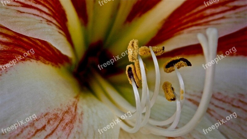 Flower Pistil Garden Nature Vegetable