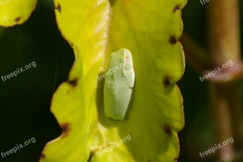 Frog Tree Frog Amphibian Animal Green