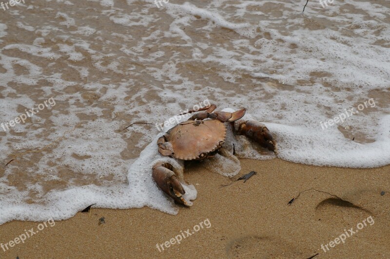 Crab Ocean Beach Crustacean Seafood