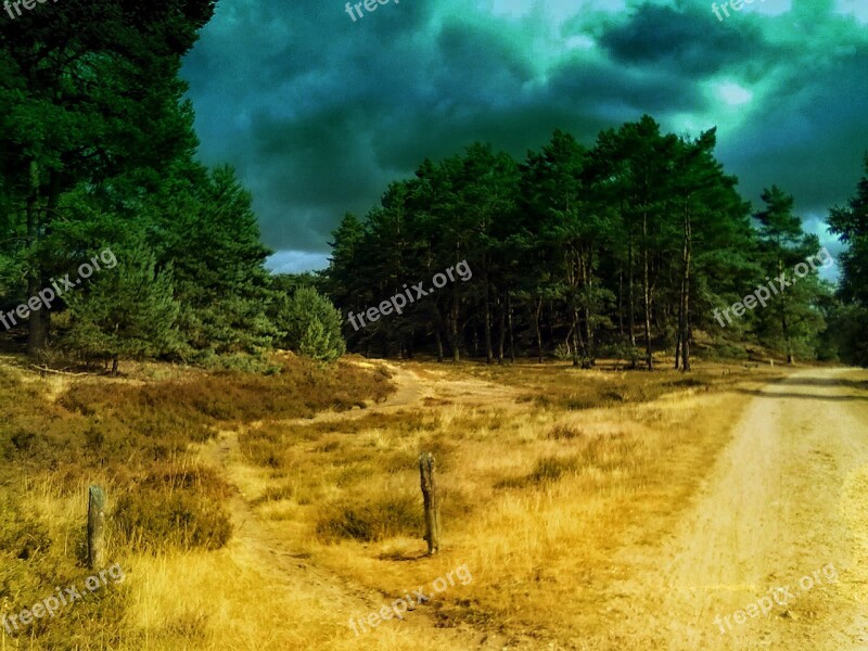 Forest Lane Nature Landscape Trees