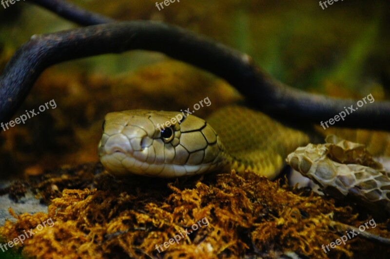 Snake Venomous Snake Zoo Scale Snakehead