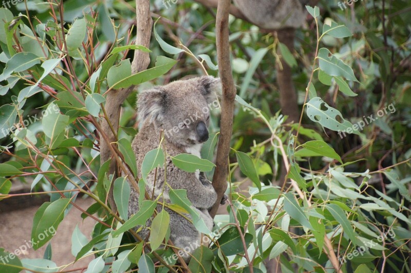 Koala Australia Koala Bear Lazy Rest