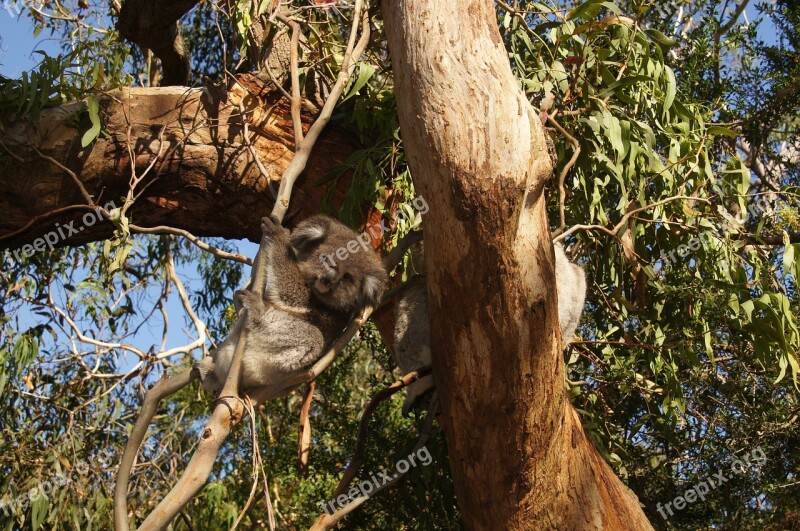 Koala Australia Koala Bear Lazy Rest