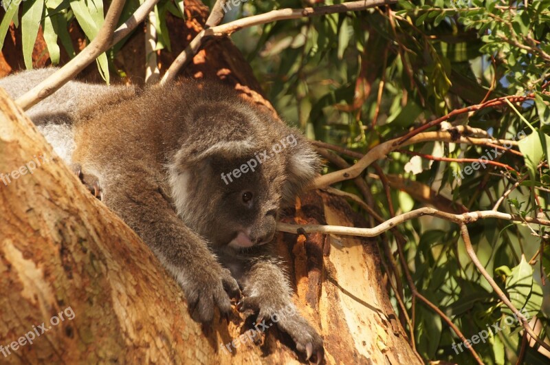 Koala Australia Koala Bear Lazy Rest