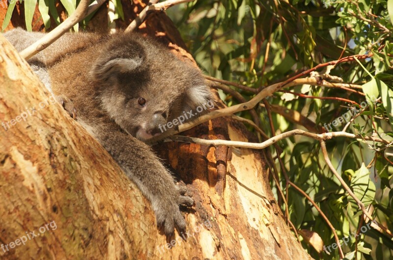 Koala Australia Koala Bear Lazy Rest