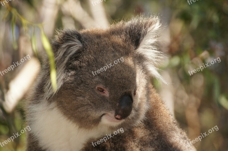 Koala Australia Koala Bear Lazy Rest