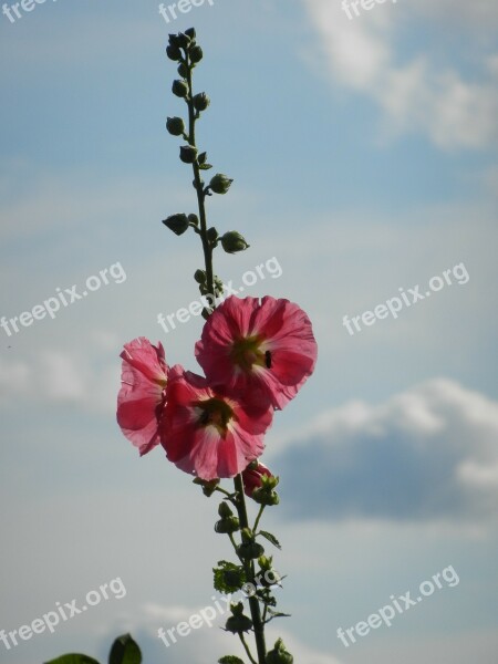 Stock Rose Sky Clouds Flower Garden