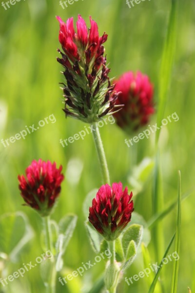 Flower Blossom Bloom Red Clover Red