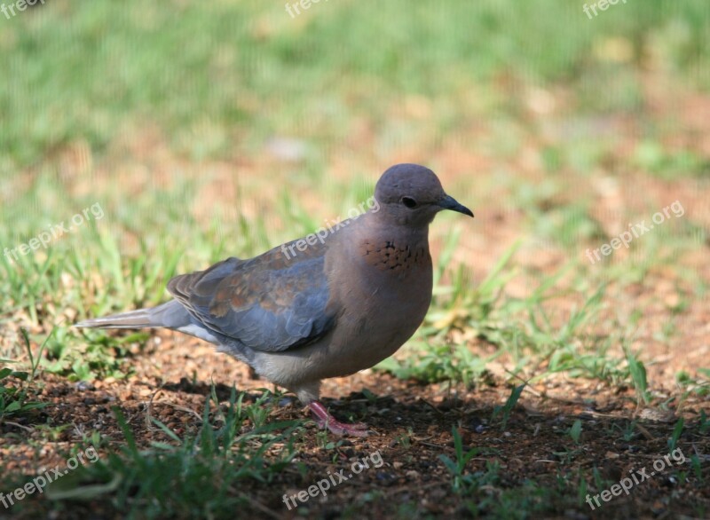 Dove Bird Feathers Grey Mauve