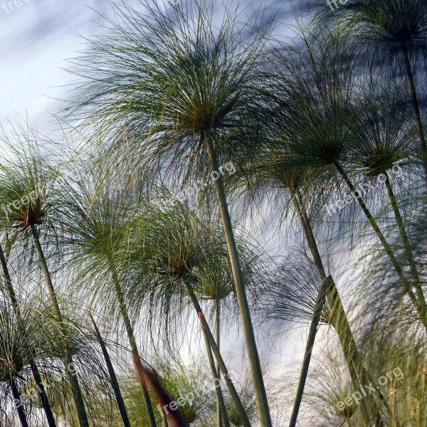 Cyprus Grass Okavanga Delta Africa Safari Botswana